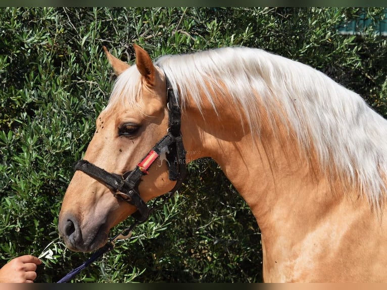 Lusitano Stallion 4 years 15,3 hh Palomino in Provinz Malaga