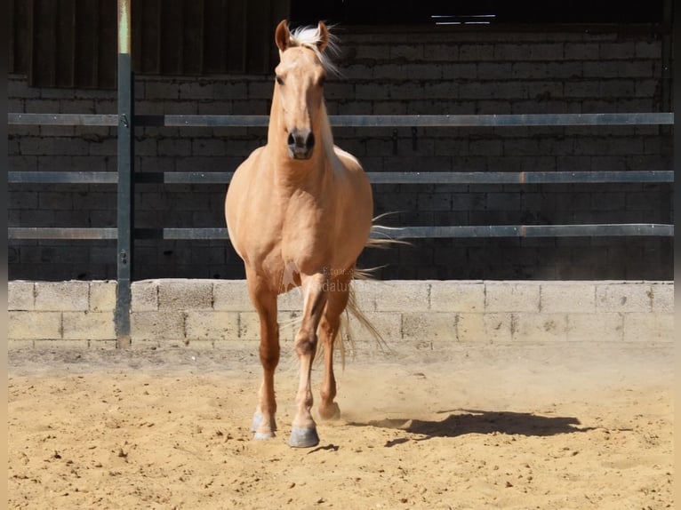 Lusitano Stallion 4 years 15,3 hh Palomino in Provinz Malaga