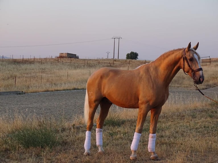 Lusitano Stallion 4 years 15.3 hh Palomino in Caceres