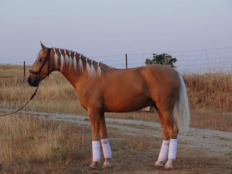 Lusitano Stallion 4 years 15.3 hh Palomino in Caceres