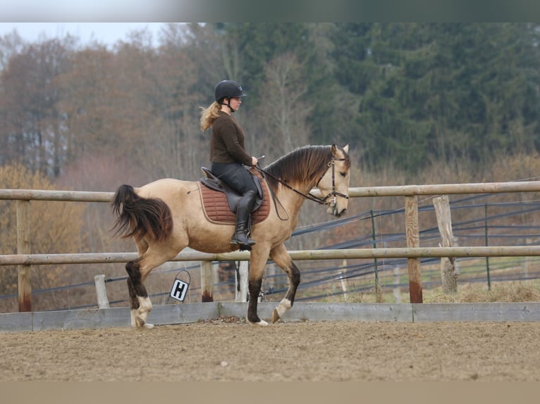 Lusitano Stallion 4 years 15 hh Buckskin in Postfeld