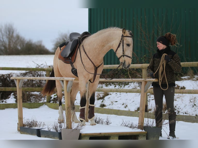 Lusitano Stallion 4 years 15 hh Buckskin in Postfeld