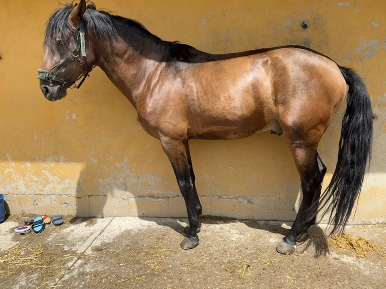Lusitano Stallion 4 years 15,1 hh Brown in Madrid