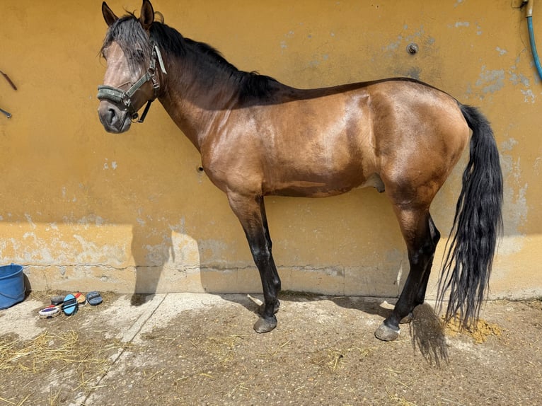 Lusitano Stallion 4 years 15,1 hh Brown in Madrid