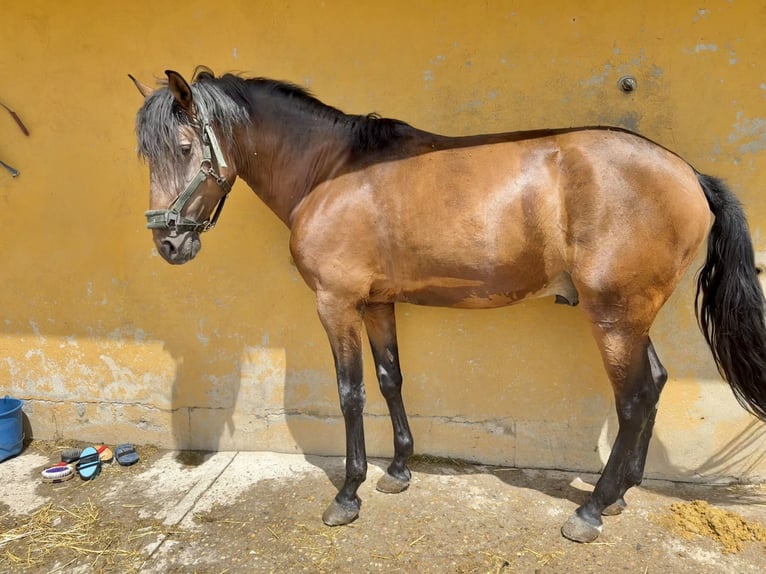 Lusitano Stallion 4 years 15,1 hh Brown in Madrid