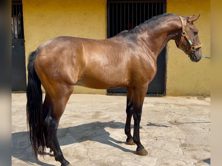 Lusitano Stallion 4 years 15,1 hh Brown in Madrid