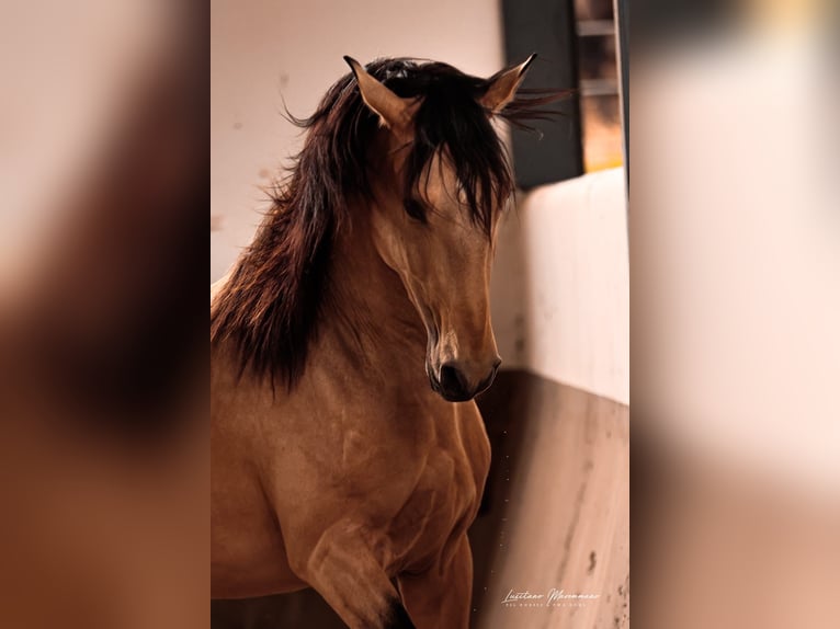 Lusitano Stallion 4 years 15,1 hh Dun in Vila Viçosa