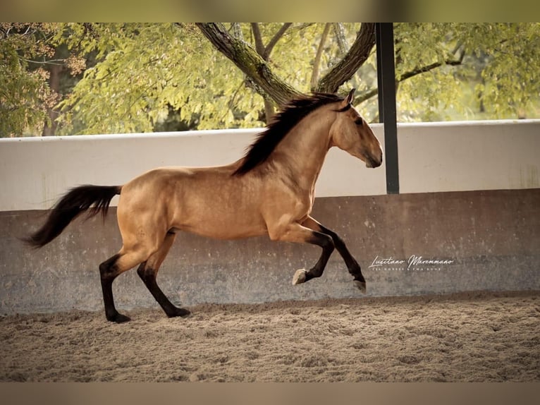 Lusitano Stallion 4 years 15,1 hh Dun in Vila Viçosa