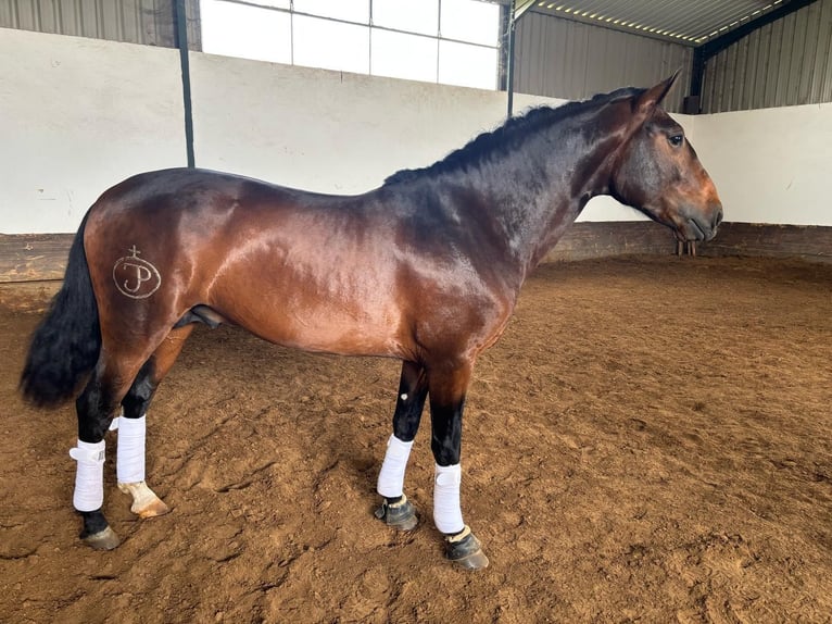 Lusitano Mix Stallion 4 years 15,2 hh Bay in PORTUGAL