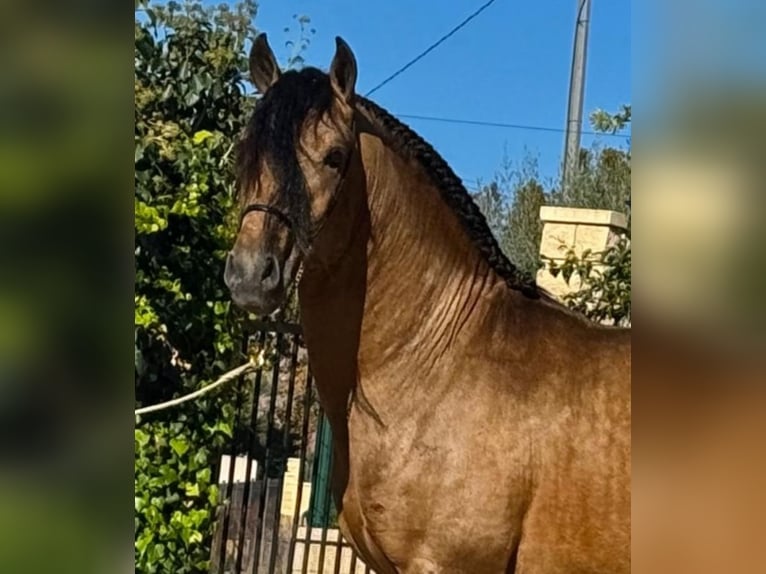 Lusitano Stallion 4 years 15,2 hh Buckskin in Martfeld