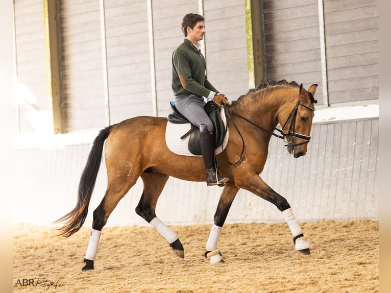 Lusitano Stallion 4 years 15,2 hh Buckskin in Mafra