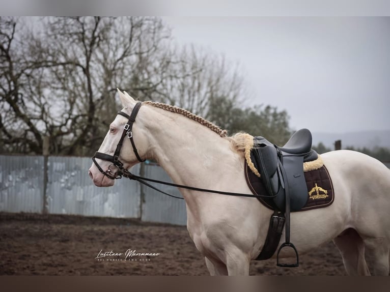 Lusitano Stallion 4 years 15,2 hh Cremello in RIO MAIOR
