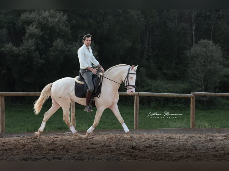 Lusitano Stallion 4 years 15,2 hh Cremello in RIO MAIOR