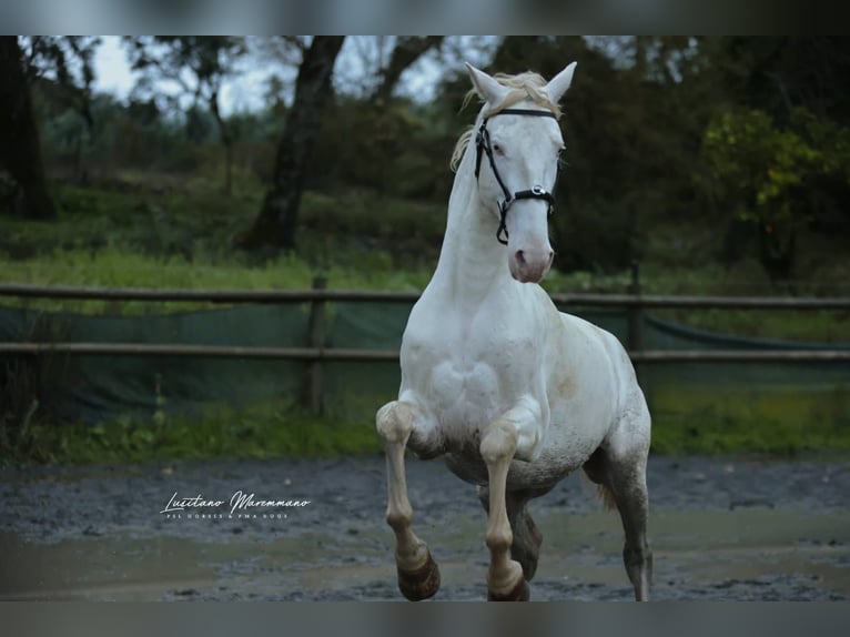 Lusitano Stallion 4 years 15,2 hh Cremello in RIO MAIOR