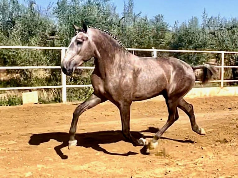 Lusitano Stallion 4 years 15,2 hh Grey in Navas Del Madro&#xF1;o