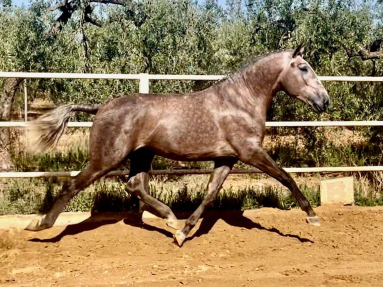 Lusitano Stallion 4 years 15,2 hh Grey in Navas Del Madro&#xF1;o