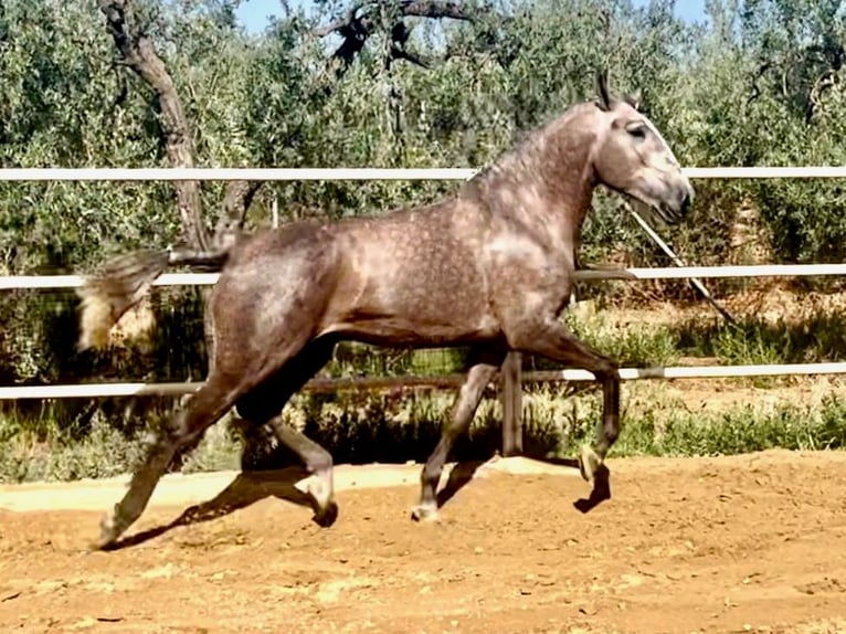 Lusitano Stallion 4 years 15,2 hh Grey in Navas Del Madro&#xF1;o