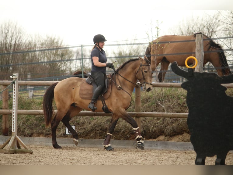 Lusitano Stallion 4 years 15,3 hh Buckskin in Postfeld