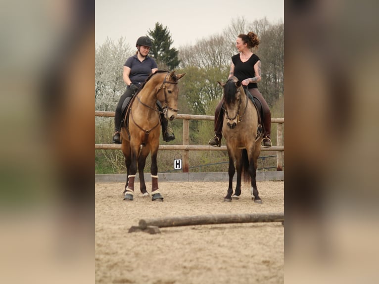 Lusitano Stallion 4 years 15,3 hh Buckskin in Postfeld
