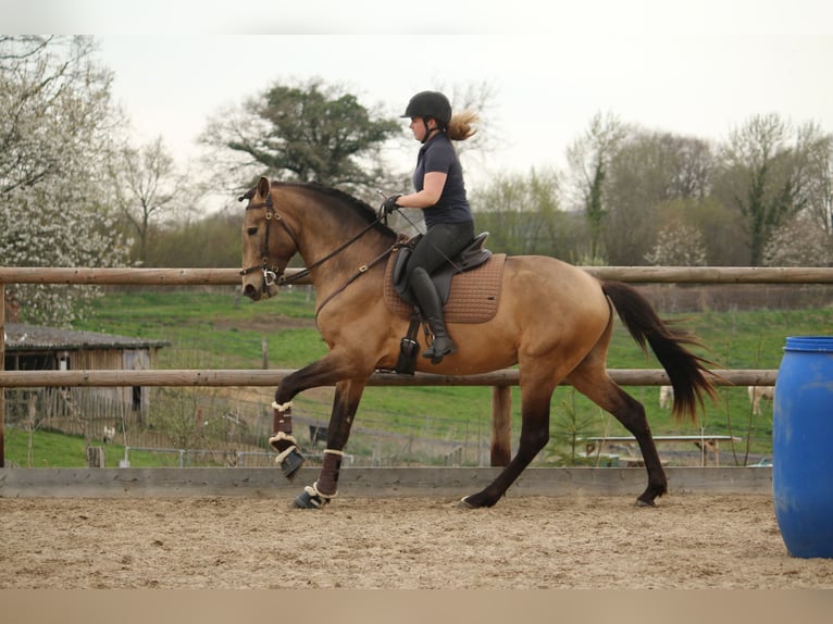 Lusitano Stallion 4 years 15,3 hh Buckskin in Postfeld