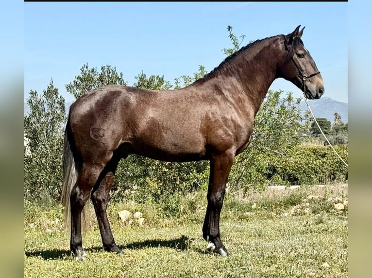 Lusitano Stallion 4 years 15,3 hh Grey-Dapple in Martfeld