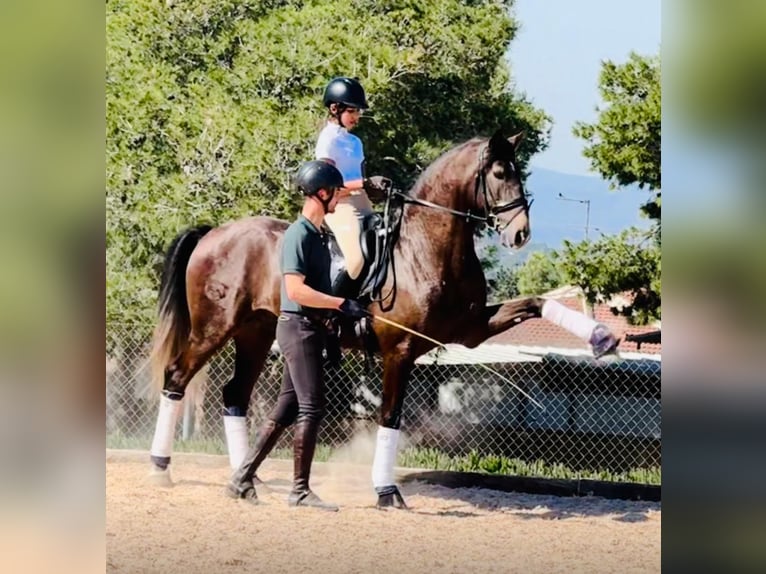 Lusitano Stallion 4 years 15,3 hh Grey-Dapple in Martfeld