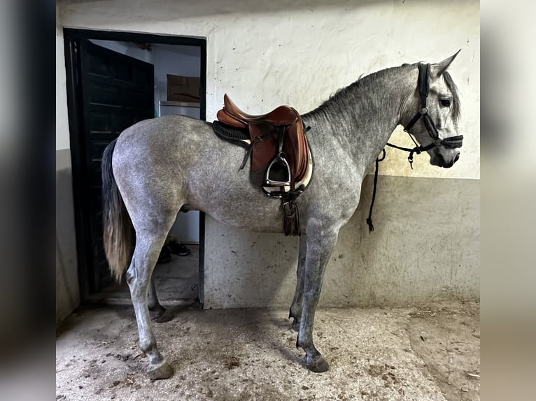 Lusitano Stallion 4 years 15,3 hh Grey in Las Piñas