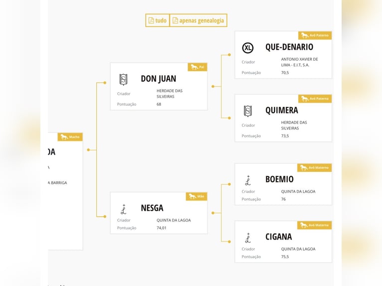 Lusitano Stallion 4 years 15,3 hh Grey in Las Piñas