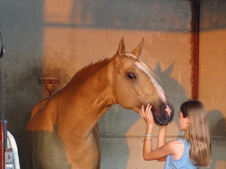 Lusitano Stallion 4 years 15,3 hh Palomino in Caceres