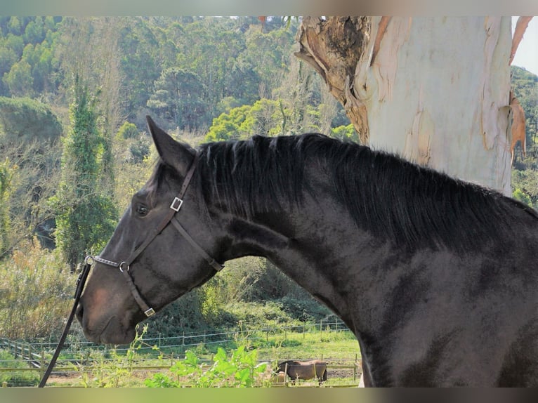 Lusitano Stallion 4 years 16,1 hh Bay-Dark in Ribamar