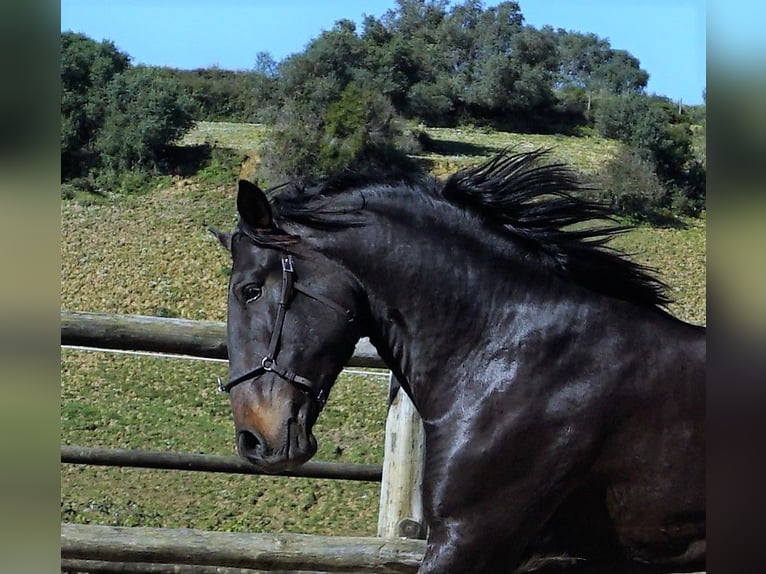 Lusitano Stallion 4 years 16,1 hh Bay-Dark in Ribamar