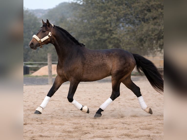 Lusitano Stallion 4 years 16.1 hh Dun in Nigrán