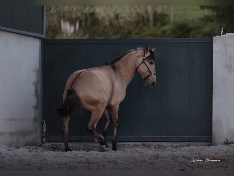 Lusitano Stallion 4 years 16.1 hh Dun in Torres Vedras