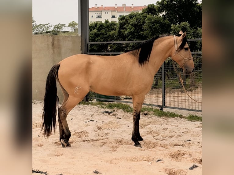 Lusitano Stallion 4 years 16.1 hh Dun in Torres Vedras