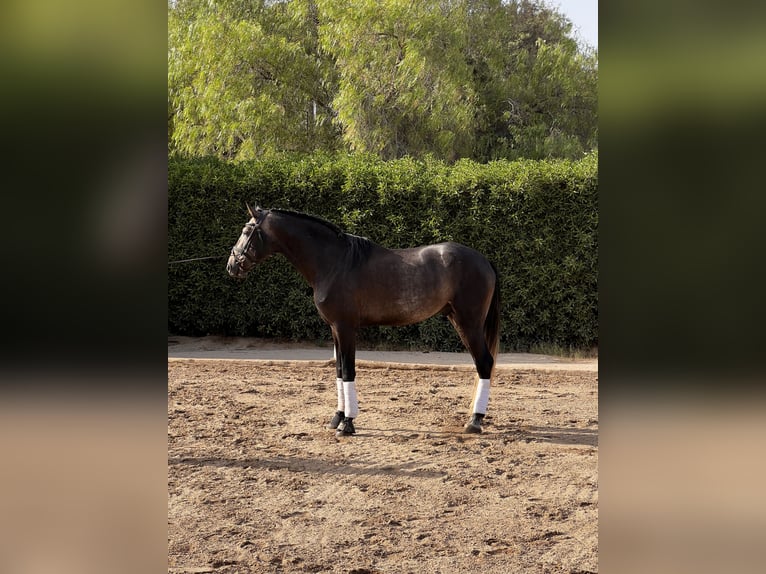 Lusitano Stallion 4 years 16,2 hh Brown in Murcia