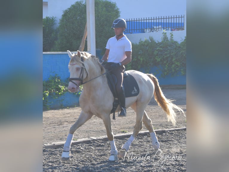 Lusitano Stallion 4 years 16,2 hh Cremello in Alhaurin