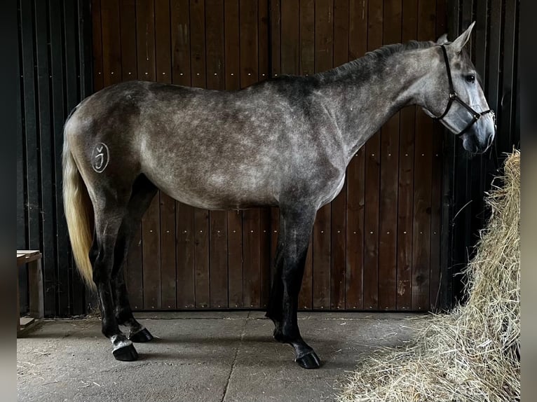 Lusitano Stallion 4 years 16.2 hh  in Vila real