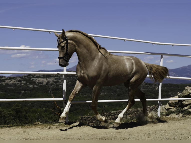 Lusitano Mix Stallion 4 years 16.2 hh Pearl in La Cabrera