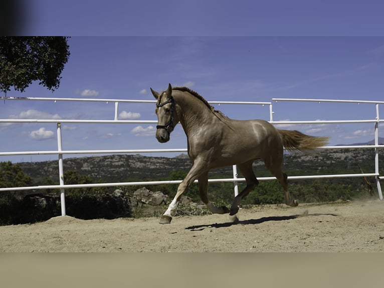 Lusitano Mix Stallion 4 years 16.2 hh Pearl in La Cabrera