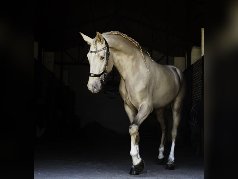 Lusitano Mix Stallion 4 years 16.2 hh Pearl in La Cabrera