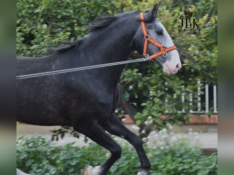 Lusitano Stallion 4 years 16.3 hh Grey-Dark-Tan in Tabernas Almeria