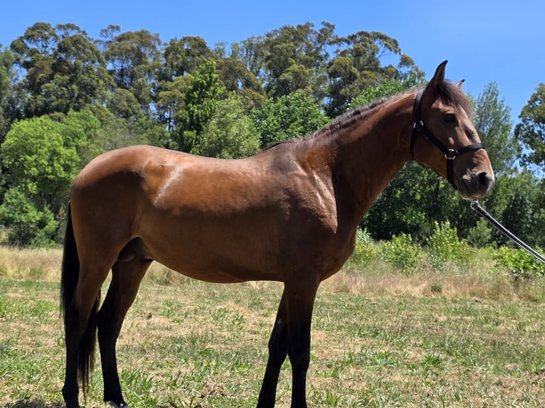 Lusitano Stallion 4 years 16 hh Bay-Dark in Golega