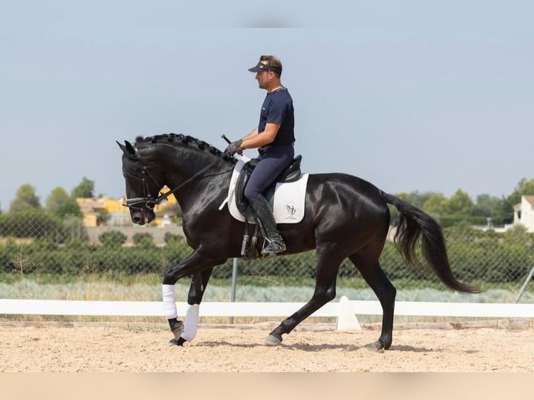 Lusitano Stallion 4 years 16 hh Black in Martfeld