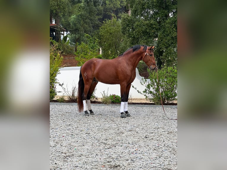 Lusitano Stallion 4 years 16 hh Brown in Vale do Pau Queimado