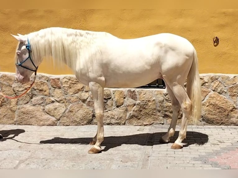 Lusitano Stallion 4 years 16 hh Cremello in Guadarrama