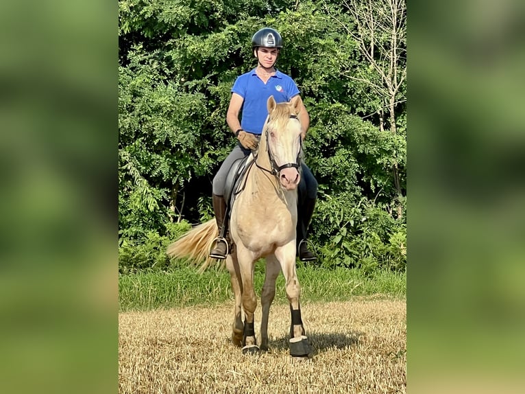 Lusitano Stallion 4 years 16 hh Cremello in Rovello porro