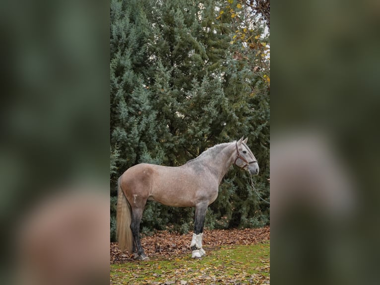 Lusitano Stallion 4 years 16 hh  in Santa Perpetua de Mogoda