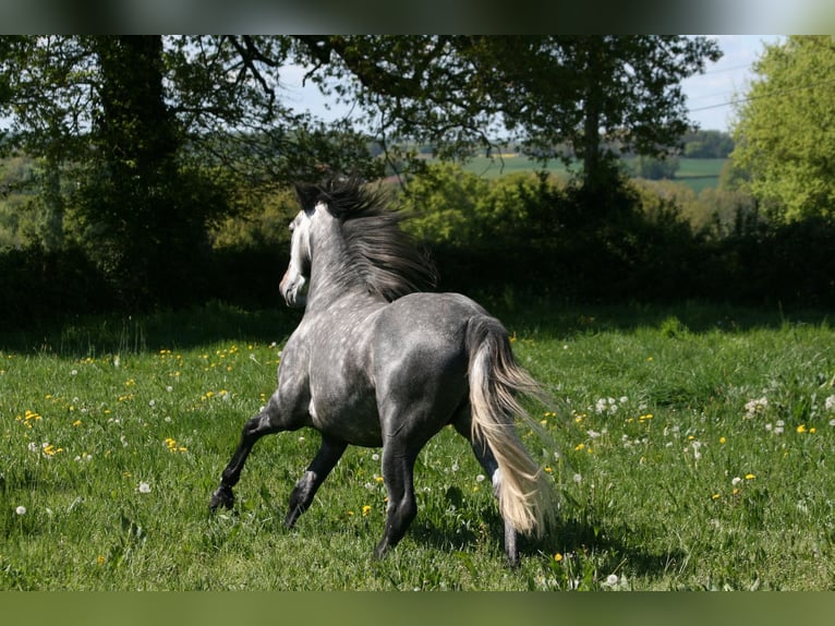 Lusitano Stallion 4 years 16 hh Grey in Saligny sur Roudon