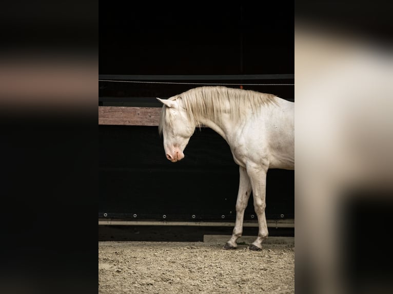 Lusitano Stallion 4 years 16 hh Perlino in Neukirchen-Vluyn