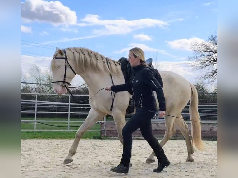 Lusitano Stallion 4 years 16 hh Perlino in Neukirchen-Vluyn
